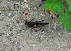 Oedaleus infernalis
