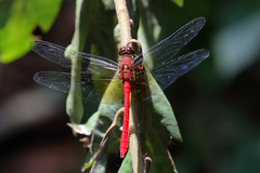 Rhodopygia cardinalis