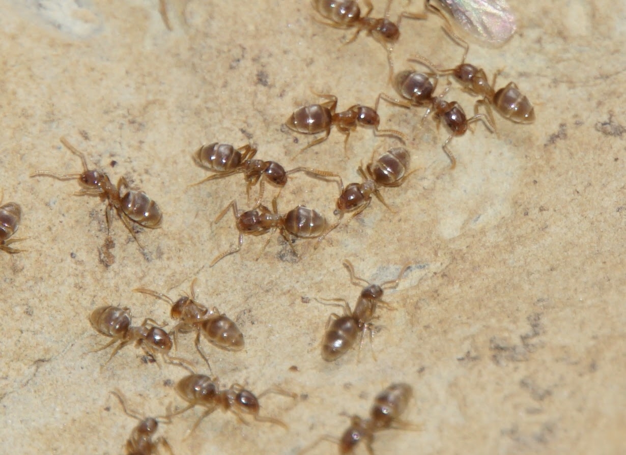Bothriomyrmex