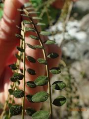 Sophora microphylla