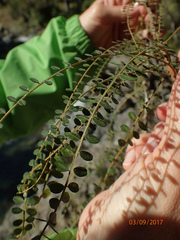 Sophora microphylla