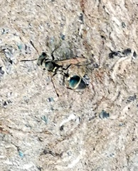 Metapolybia