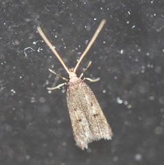 Lecithocera imprudens