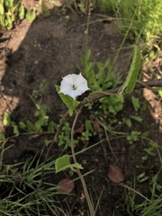 Convolvulaceae