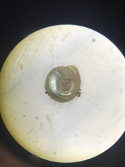 Strobilops labyrinthicus