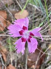 Dianthus plumarius