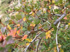 Ribes aciculare