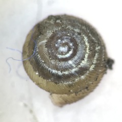 Strobilops labyrinthicus
