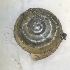 Strobilops labyrinthicus