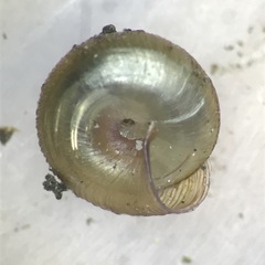 Strobilops labyrinthicus