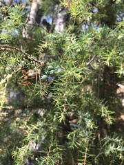 Juniperus communis communis
