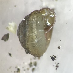 Strobilops labyrinthicus