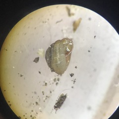 Strobilops labyrinthicus