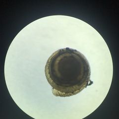 Strobilops labyrinthicus