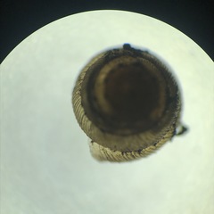 Strobilops labyrinthicus