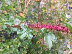 Ribes aciculare