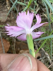 Dianthus plumarius