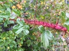 Ribes aciculare