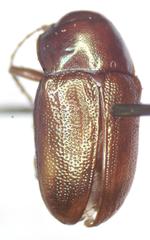 Talurus tortonesi