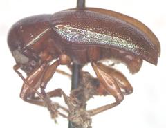 Talurus tortonesi