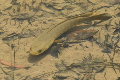 Striped Snakehead photo 4