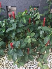 Costus woodsonii