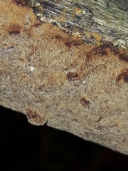 Fuscoporia ferruginosa