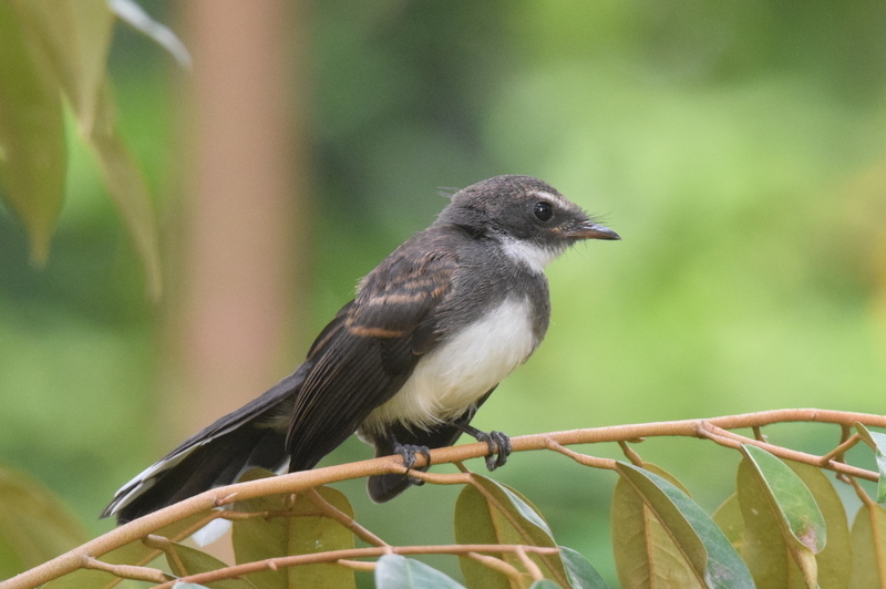 Malaysian Pied-Fantail