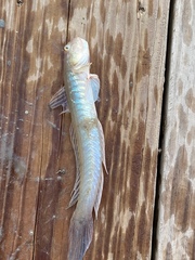 Gobionellus oceanicus