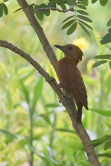 Micropternus brachyurus