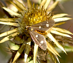 Dysauxes famula
