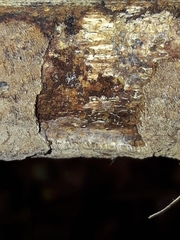 Fuscoporia ferruginosa