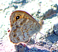 Lasiommata