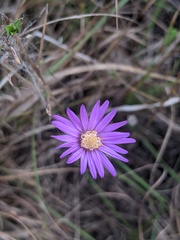 Symphyotrichum sericeum