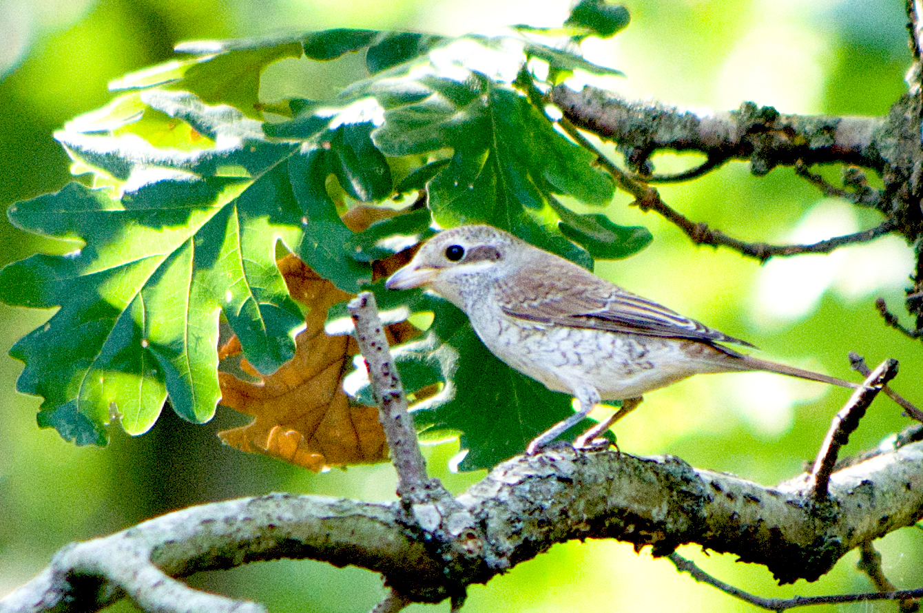 Red-backed Shrike