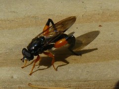 Chalcosyrphus curvaria