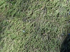 Pterigynandrum filiforme