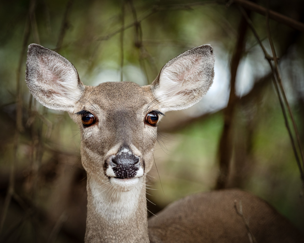 White-tailed Deer (Odocoileus virginianus)