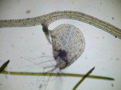 Utricularia