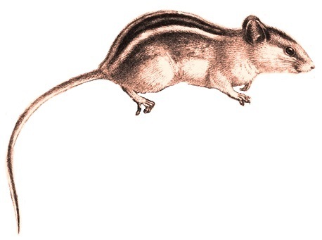 Lovat's climbing mouse (Dendromus lovati) — Least Concern Mammalia