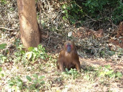 Macaca arctoides