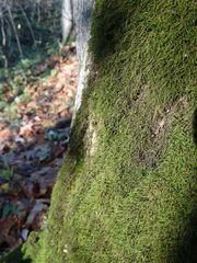 Pterigynandrum filiforme