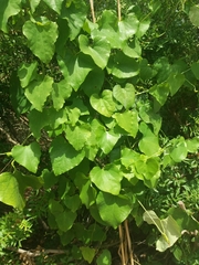 Piperales