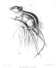 Lovat's African Climbing Mouse photo 3