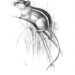 Lovat's Climbing Mouse - Photo Joseph Smit, no known copyright restrictions (public domain)