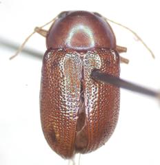 Talurus tortonesi