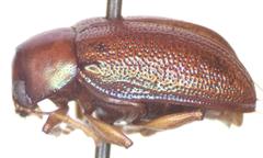 Talurus tortonesi