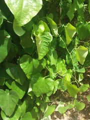 Piperales