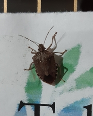 Halyomorpha halys