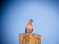 Streptopelia senegalensis